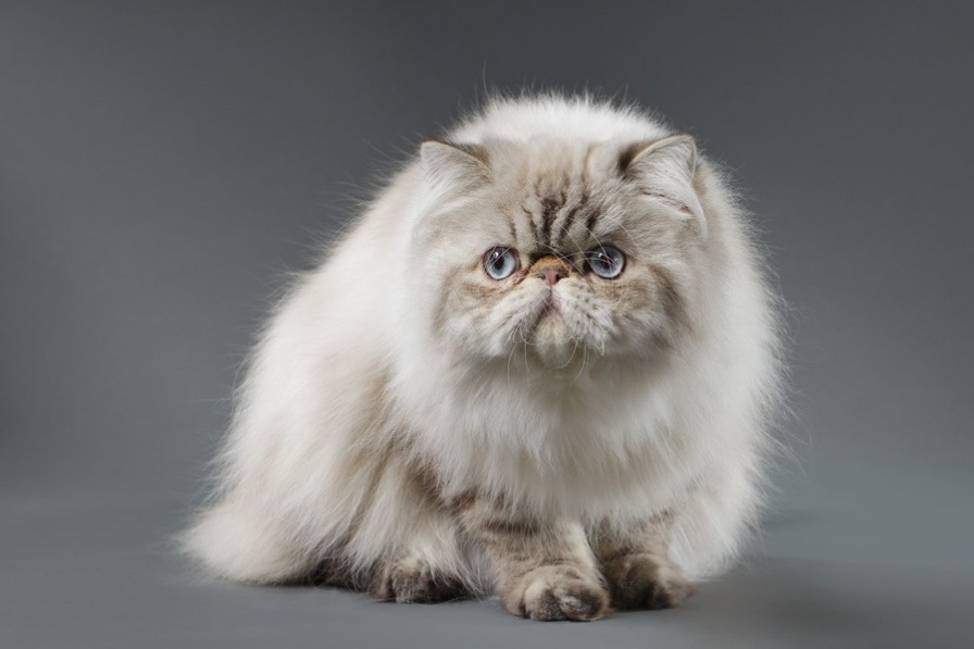 Персидская длинношерстная и экзотическая короткошерстная порода кошек